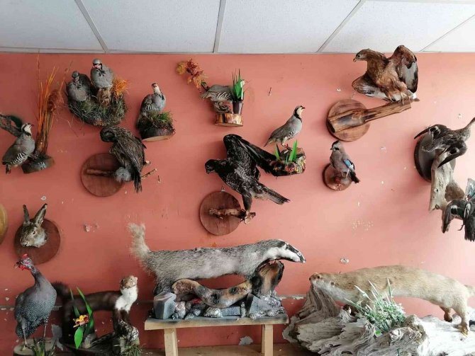 Ölü hayvanların içini doldurup işyerinde sergiliyor