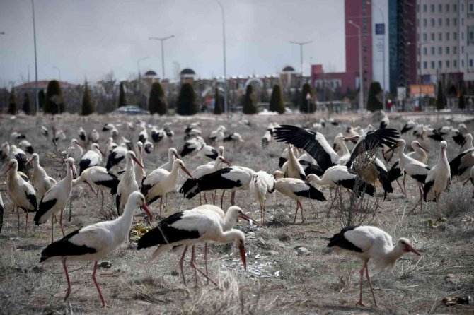 Fırtınada zorunlu iniş yapan leyleklere Konya Büyükşehir’den balık ikramı