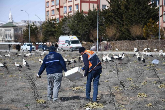 Fırtınada zorunlu iniş yapan leyleklere Konya Büyükşehir’den balık ikramı