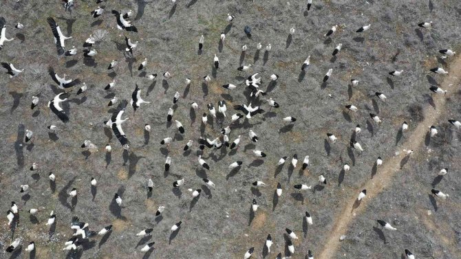 Fırtınada zorunlu iniş yapan leyleklere Konya Büyükşehir’den balık ikramı