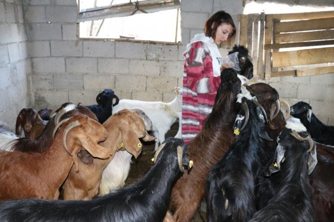 Halep keçileri yüz güldürüyor