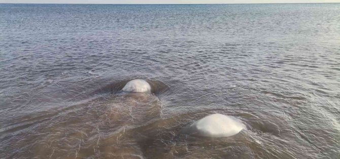 Yüzlerce denizanası kıyıya vurdu, profesör uyardı: “Yakınına yaklaşmayın ve dokunmayın”