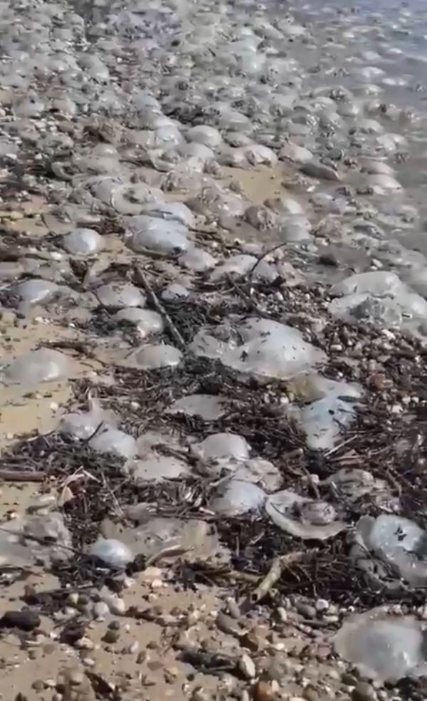 Yüzlerce denizanası kıyıya vurdu, profesör uyardı: “Yakınına yaklaşmayın ve dokunmayın”