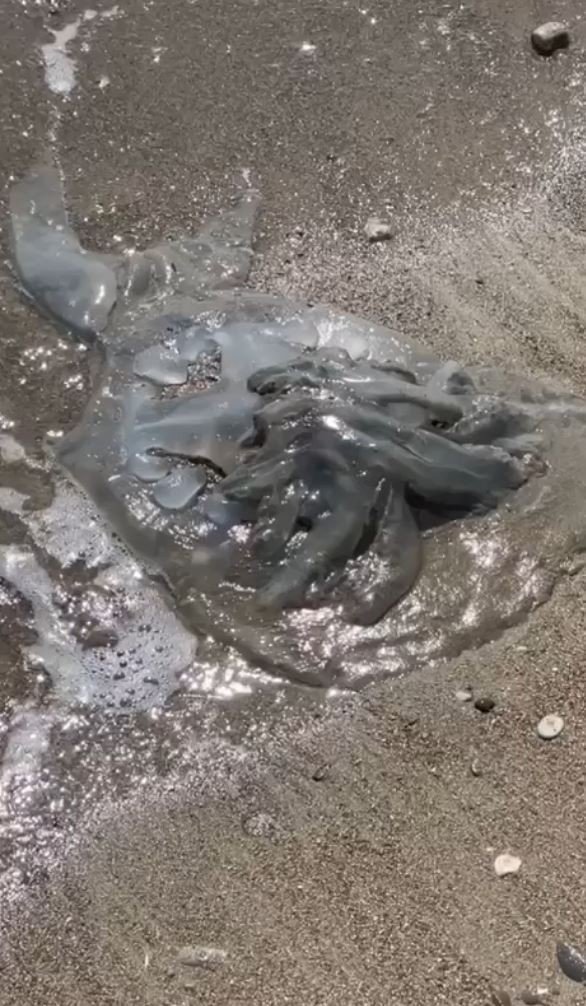 Yüzlerce denizanası kıyıya vurdu, profesör uyardı: “Yakınına yaklaşmayın ve dokunmayın”