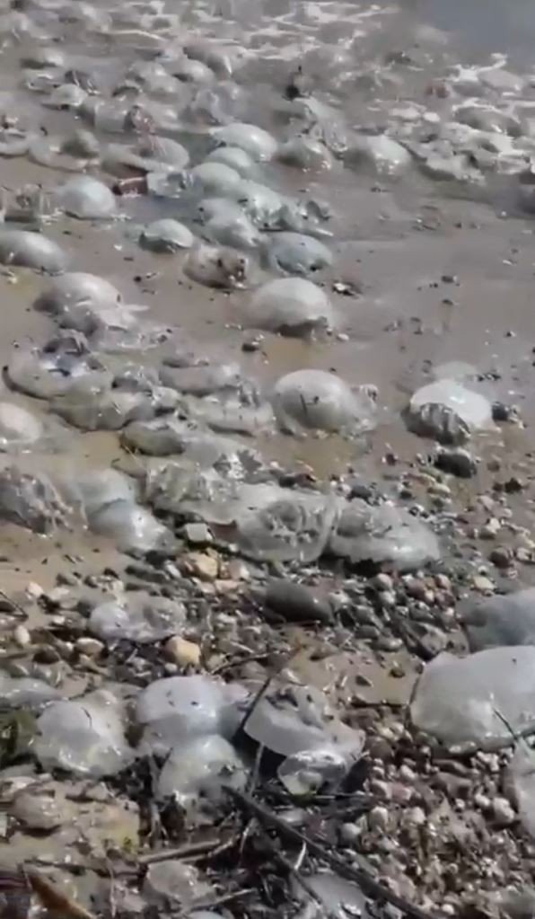 Yüzlerce denizanası kıyıya vurdu, profesör uyardı: “Yakınına yaklaşmayın ve dokunmayın”