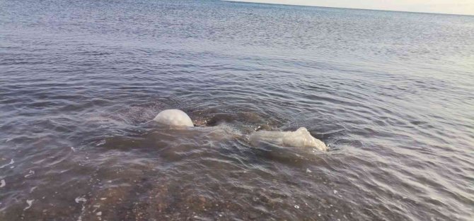 Yüzlerce denizanası kıyıya vurdu, profesör uyardı: “Yakınına yaklaşmayın ve dokunmayın”