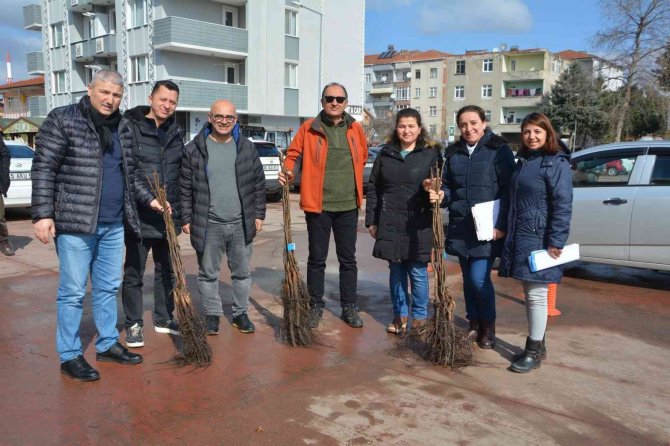 Çiftçilere aşılı ceviz fidanı dağıtıldı