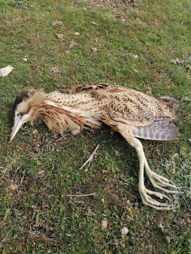 Nesli tükenmekte olan Balaban kuşu kurtarılamadı