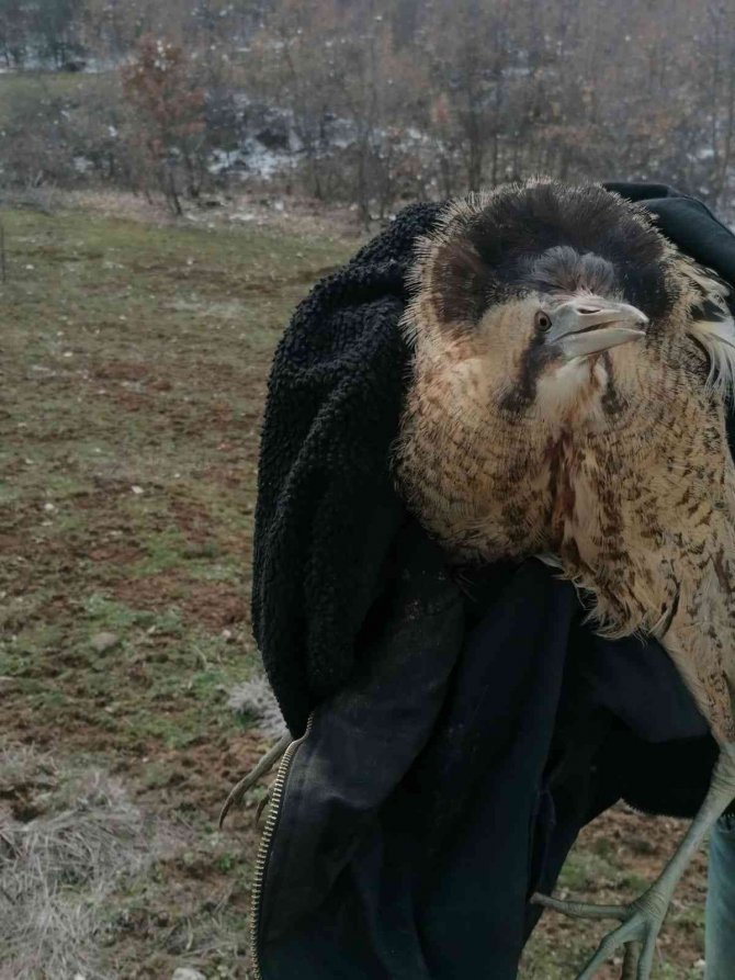 Nesli tükenmekte olan Balaban kuşu kurtarılamadı