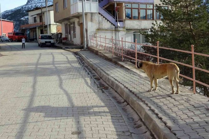 Başıboş sokak köpekleri çocukların kabusu oldu