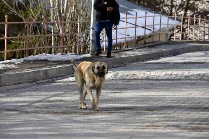 Başıboş sokak köpekleri çocukların kabusu oldu