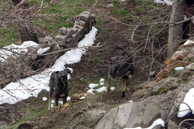 Başıboş sokak köpekleri çocukların kabusu oldu