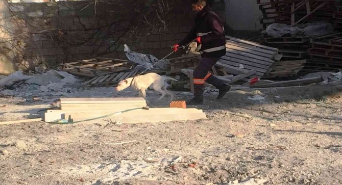 Konya’da başıboş pitbull cinsi köpek barınağına götürüldü