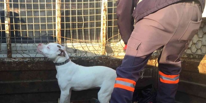Konya’da başıboş pitbull cinsi köpek barınağına götürüldü