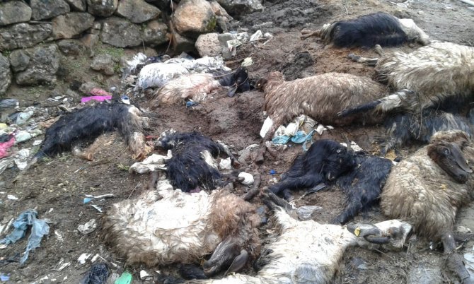 Yaklaşık 40 hayvanı telef olan besici yardım istedi