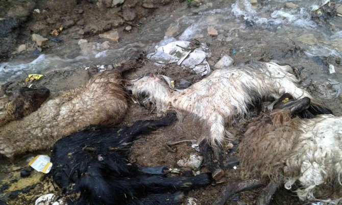 Yaklaşık 40 hayvanı telef olan besici yardım istedi
