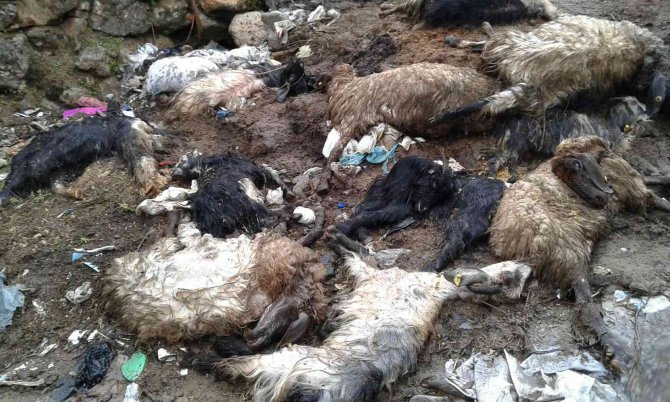 Yaklaşık 40 hayvanı telef olan besici yardım istedi