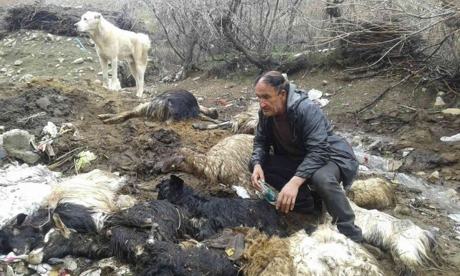 Yaklaşık 40 hayvanı telef olan besici yardım istedi