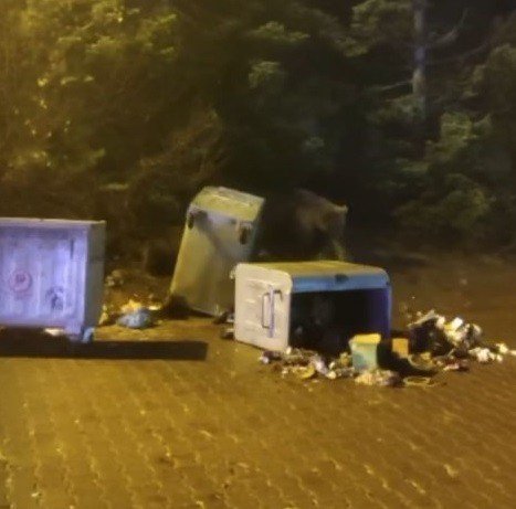 Ayı ile böyle göz göze geldiler