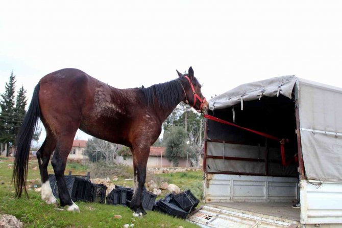 Çaldığı atla markete girip attan kasada indi