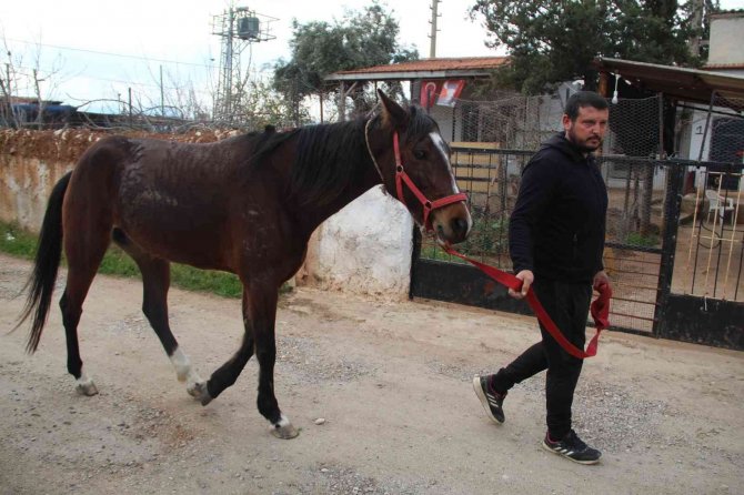 Çaldığı atla markete girip attan kasada indi