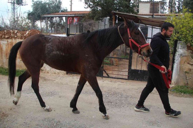 Çaldığı atla markete girip attan kasada indi