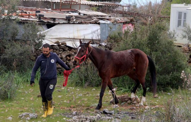 Çaldığı atla markete girip attan kasada indi