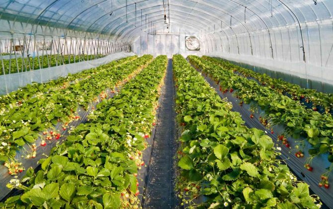 Çiftçilere özel zararlılarla mücadele desteği verilecek