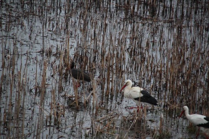 Beyşehir Gölü’ne kuş akını