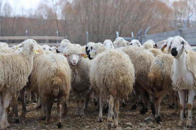 220 koyunu telef oldu, yem firması hakkında suç duyurusunda bulundu