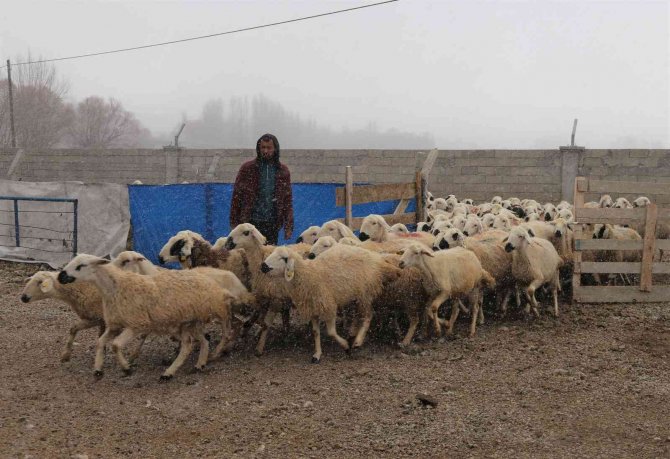 220 koyunu telef oldu, yem firması hakkında suç duyurusunda bulundu