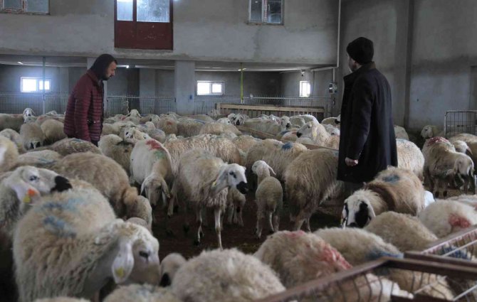 220 koyunu telef oldu, yem firması hakkında suç duyurusunda bulundu