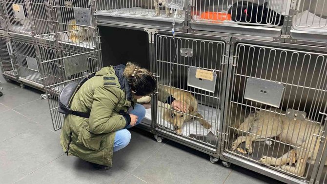 Hemşire sahiplendiği köpeğine çarpan aracın peşini bırakmadı, sürücüden şikayetçi oldu