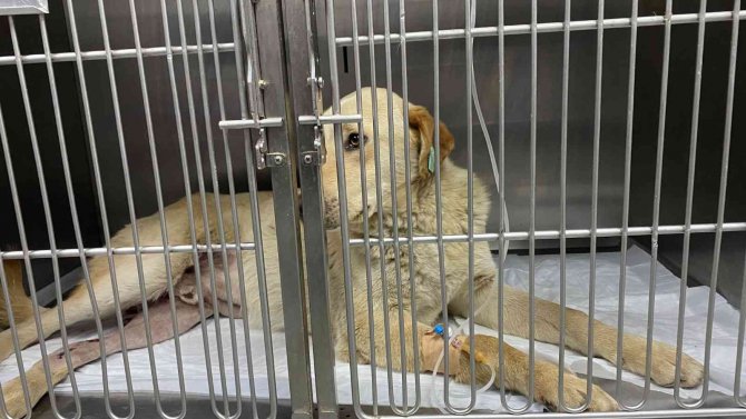 Hemşire sahiplendiği köpeğine çarpan aracın peşini bırakmadı, sürücüden şikayetçi oldu