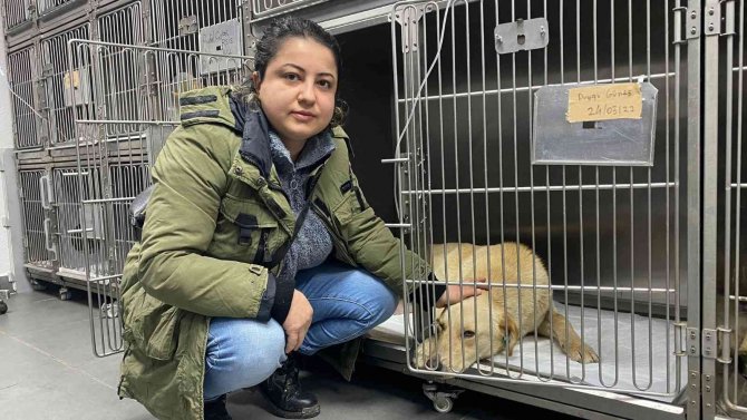 Hemşire sahiplendiği köpeğine çarpan aracın peşini bırakmadı, sürücüden şikayetçi oldu