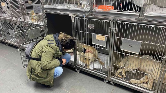 Hemşire sahiplendiği köpeğine çarpan aracın peşini bırakmadı, sürücüden şikayetçi oldu