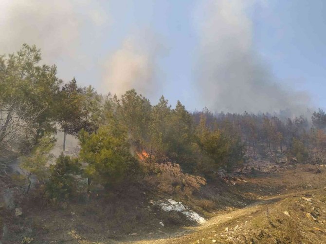 Kontrolden çıkan anız ateşi, ormanlık alana sıçradı