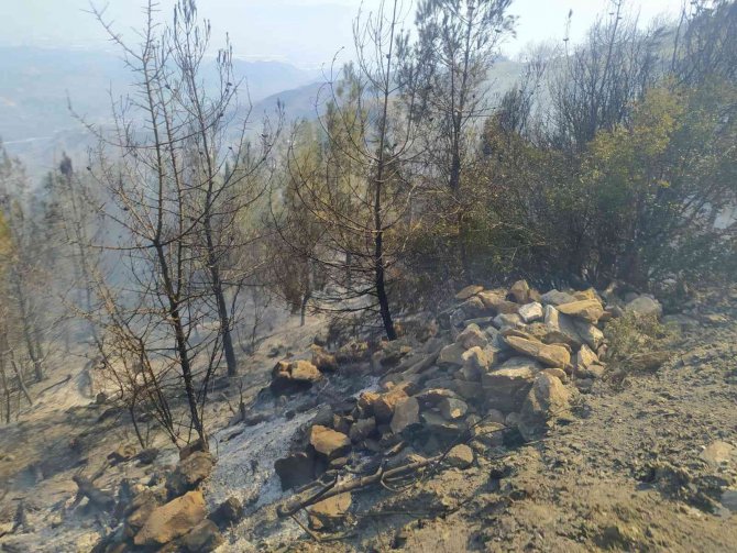Kontrolden çıkan anız ateşi, ormanlık alana sıçradı