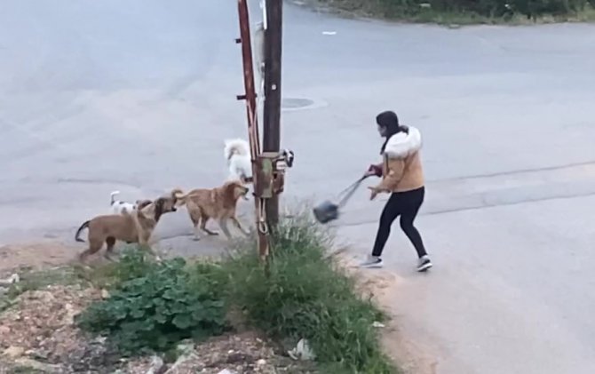 Köpeklerin saldırdığı genç kızın korku dolu anları kamerada