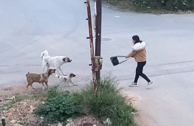 Köpeklerin saldırdığı genç kızın korku dolu anları kamerada