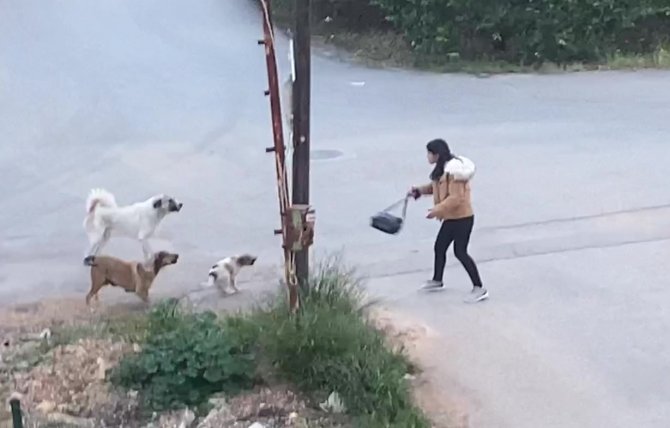 Köpeklerin saldırdığı genç kızın korku dolu anları kamerada