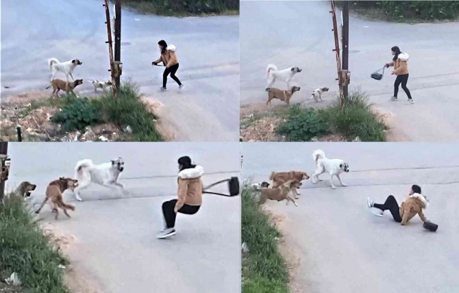 Köpeklerin saldırdığı genç kızın korku dolu anları kamerada