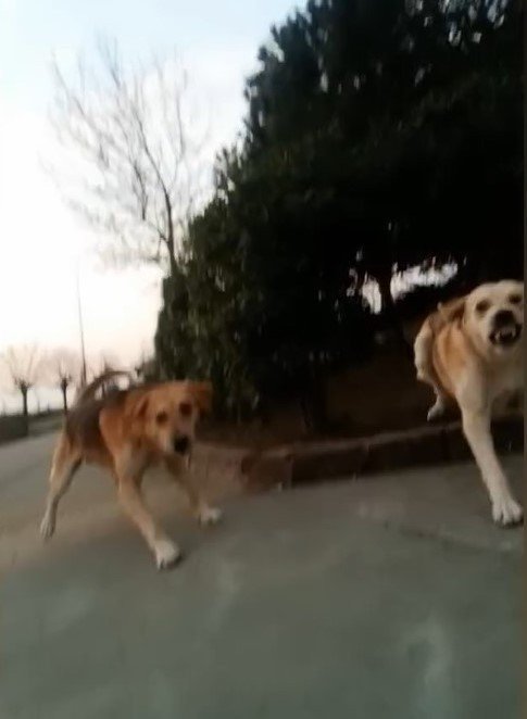 Üniversite kampüsünde başıboş köpek dehşeti