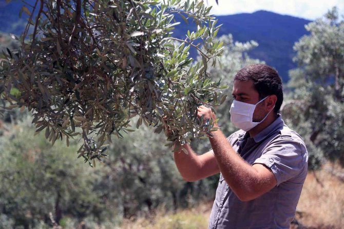 Zeytin verimsizliği masaya yatırıldı