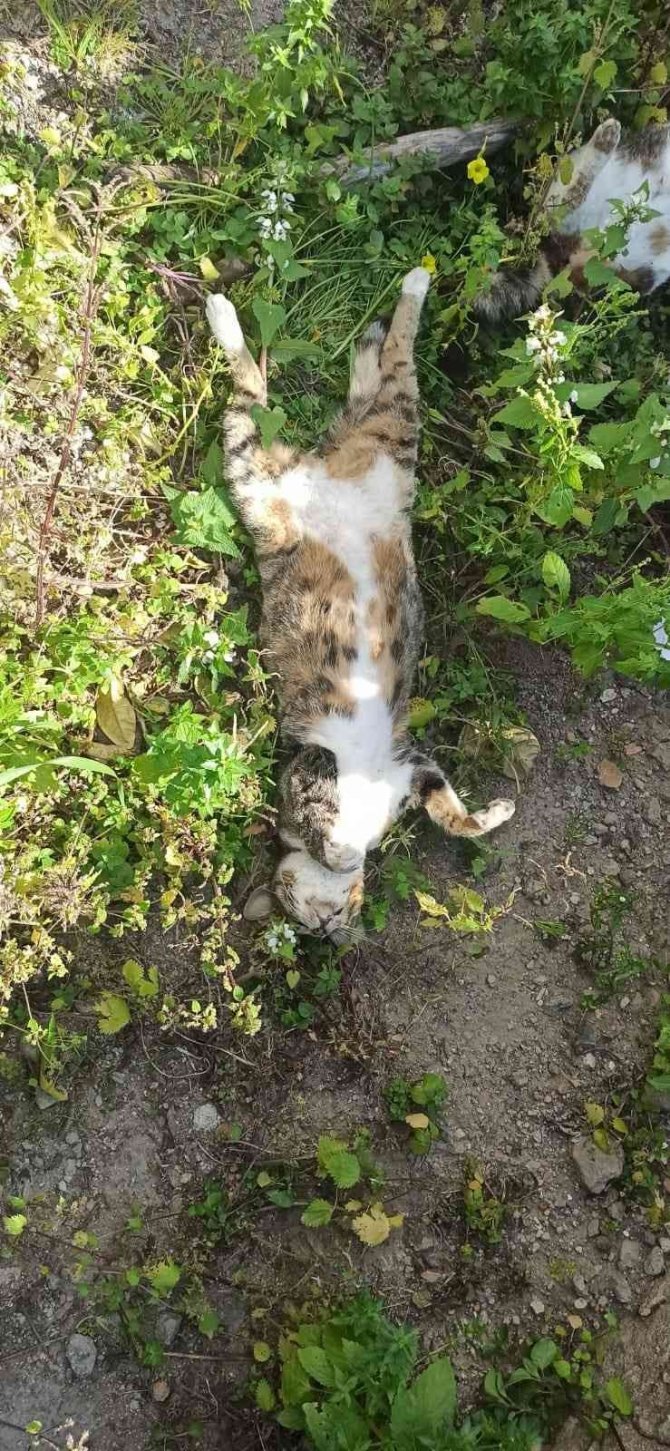 9 hayvanın zehirlenerek öldürülmesiyle ilgili soruşturma başlatıldı