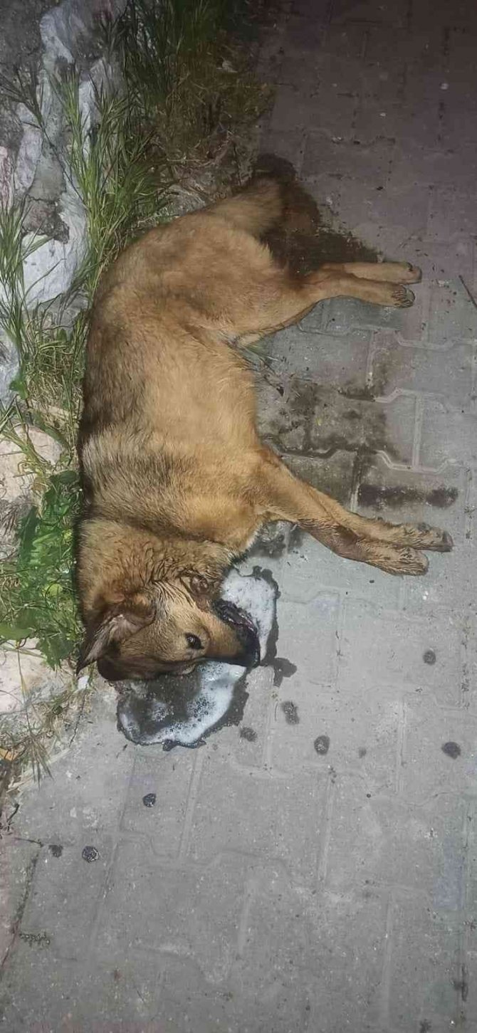 9 hayvanın zehirlenerek öldürülmesiyle ilgili soruşturma başlatıldı