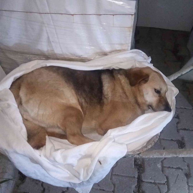 9 hayvanın zehirlenerek öldürülmesiyle ilgili soruşturma başlatıldı