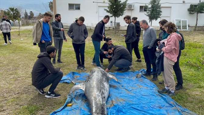 Bitkin halde yüzerken görülen yunus kıyıda ölü bulundu