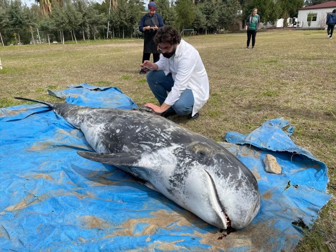 Bitkin halde yüzerken görülen yunus kıyıda ölü bulundu