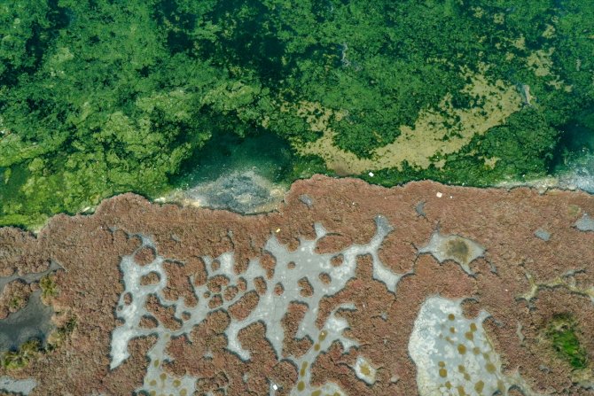 Deniz yosunu, yeniden yayılıyor